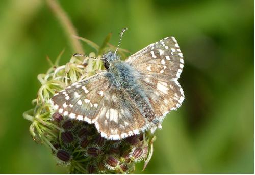 Réf. 190 474 : Pyrgus sp.